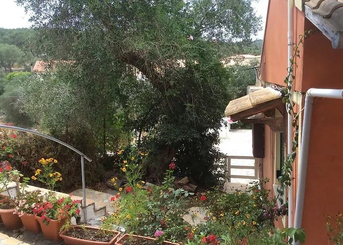 Paxos Bonzai גאיוס